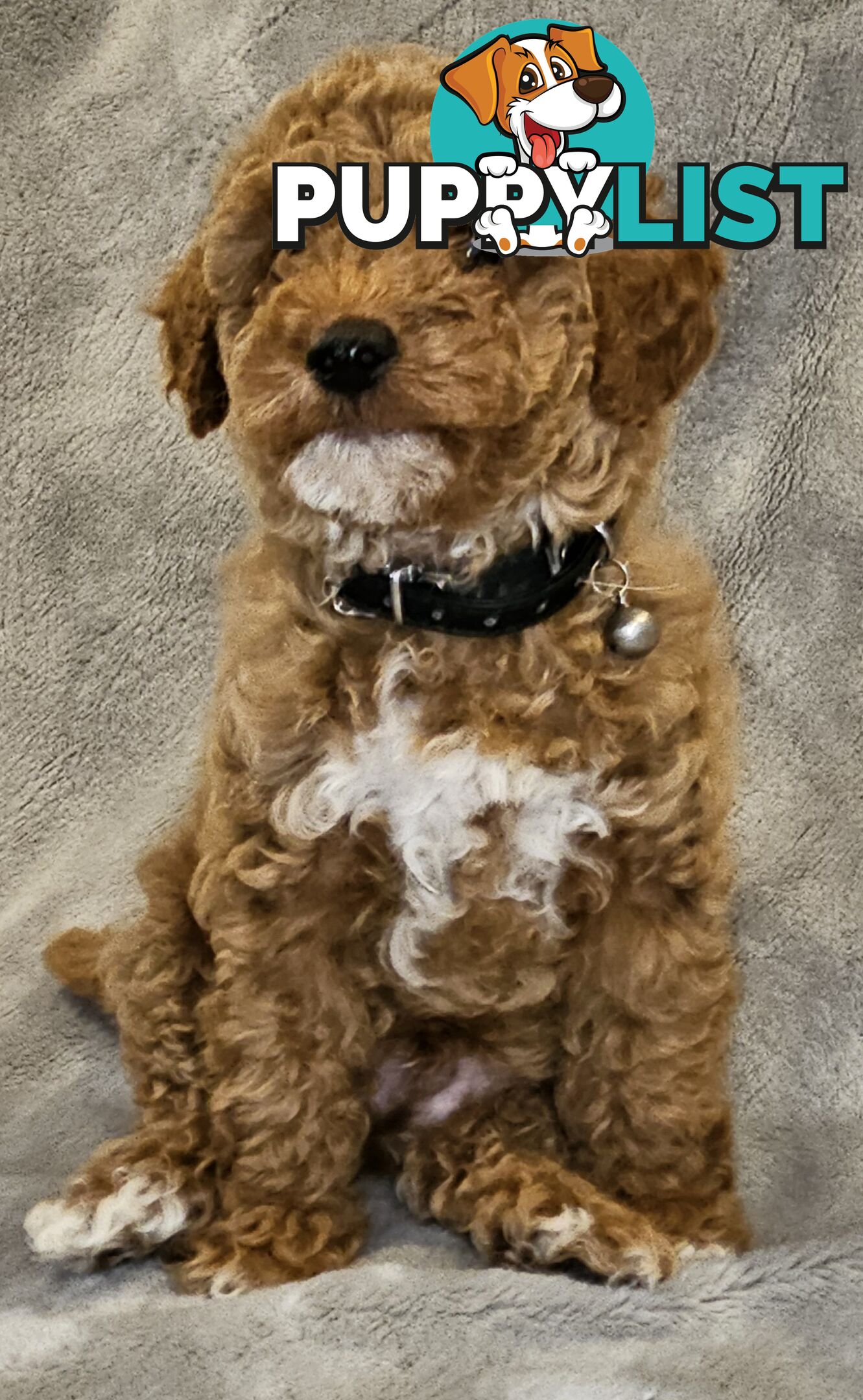 Adorable Pruebred Ruby Red Small Poodles..  Pedigree Lineage (Father)