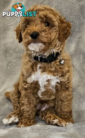 Adorable Pruebred Ruby Red Small Poodles..  Pedigree Lineage (Father)