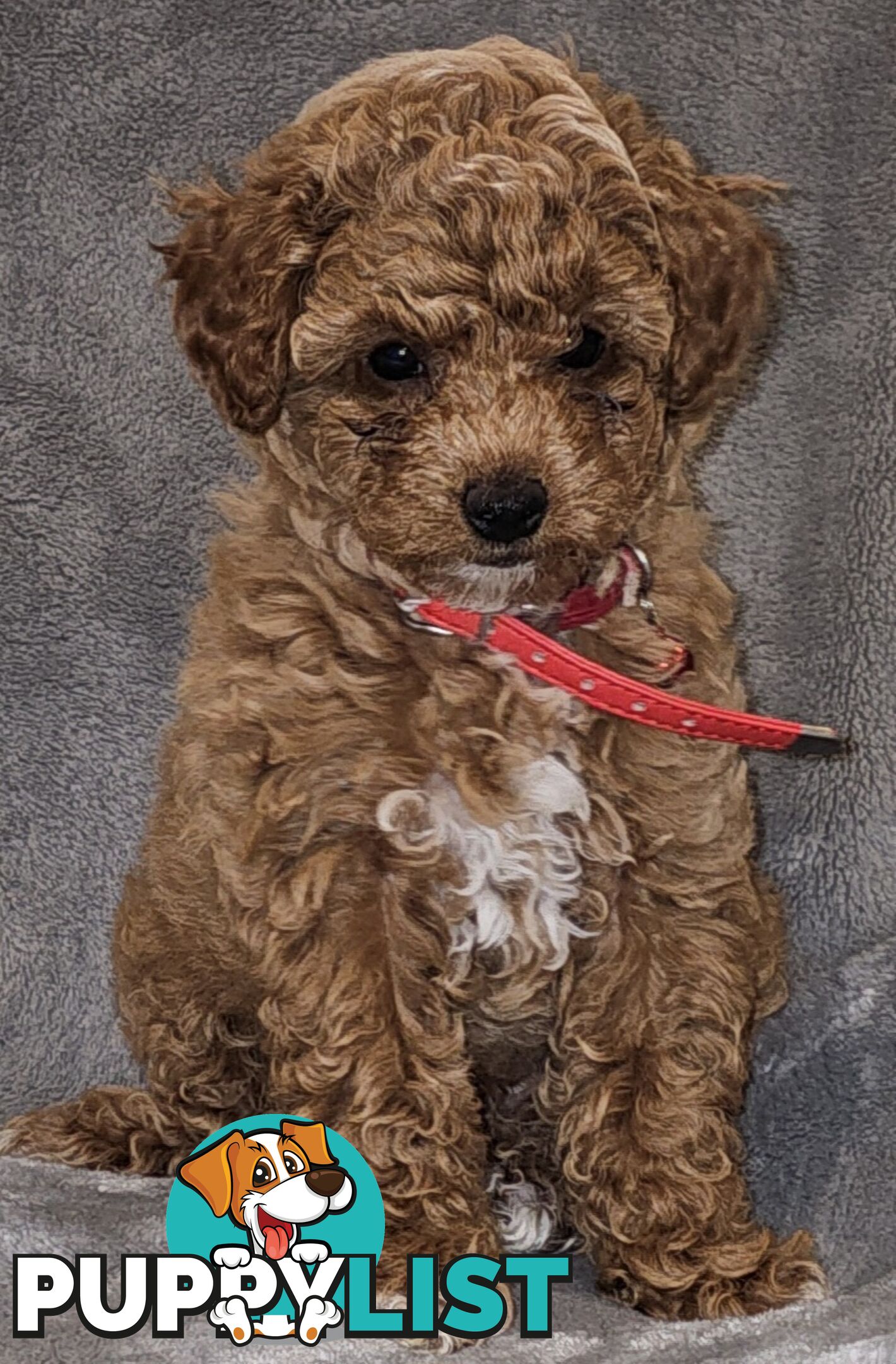 Adorable Pruebred Ruby Red Small Poodles..  Pedigree Lineage (Father)