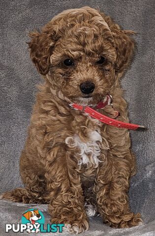 Adorable Pruebred Ruby Red Small Poodles..  Pedigree Lineage (Father)