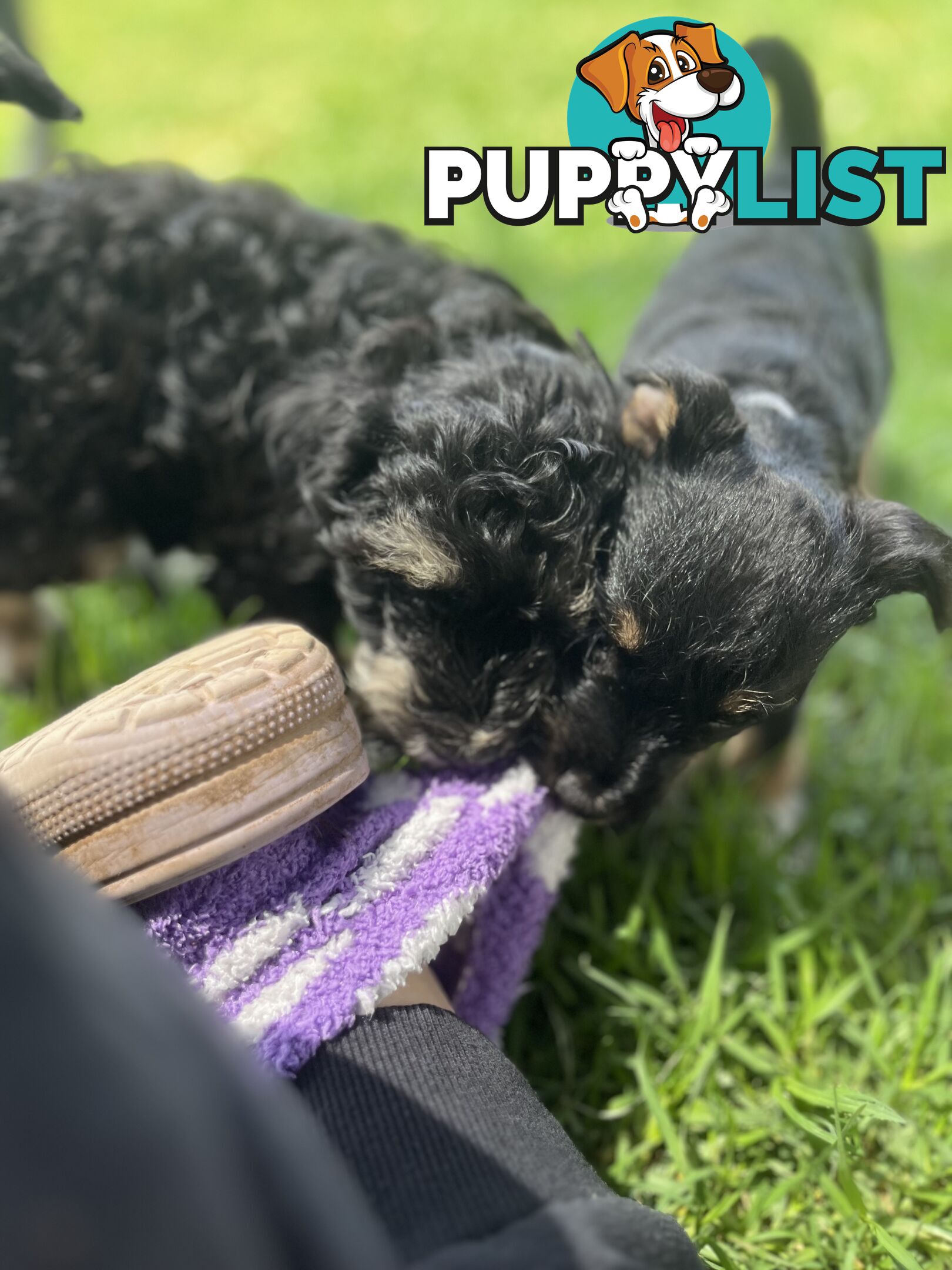 Miniature schnauzer puppies