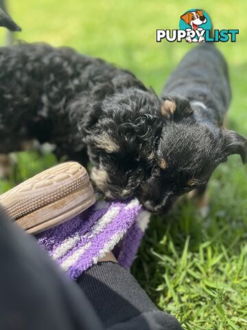 Miniature schnauzer puppies