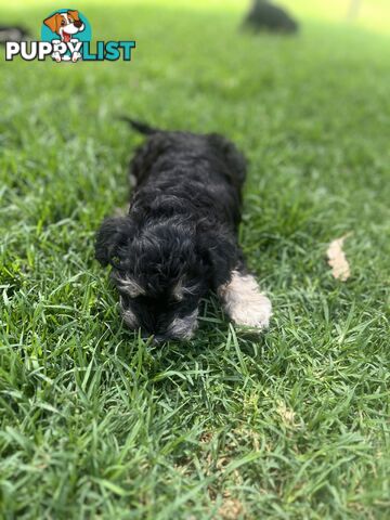 Miniature schnauzer puppies