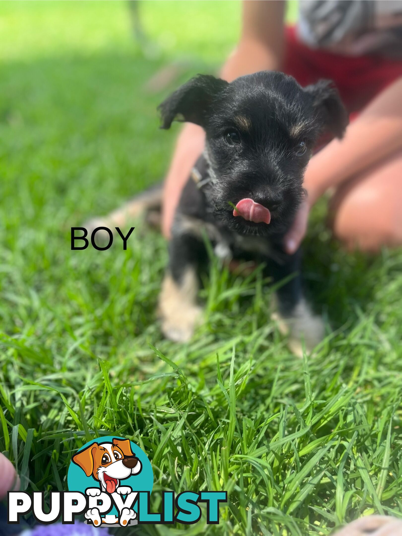 Miniature schnauzer puppies