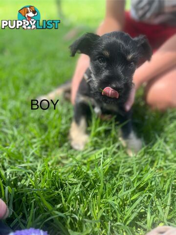 Miniature schnauzer puppies