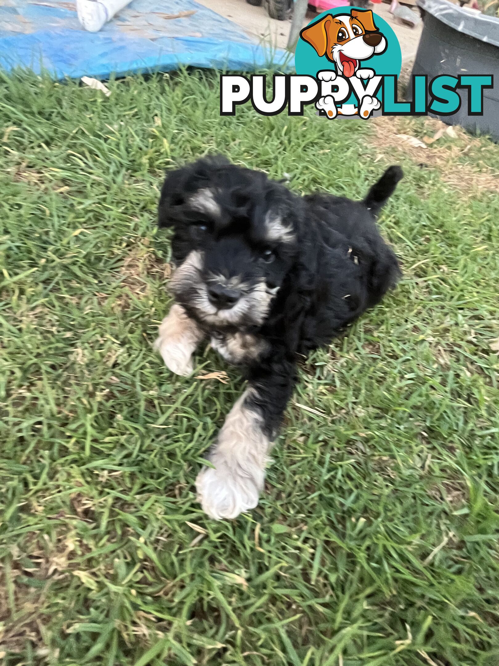 Miniature schnauzer puppies