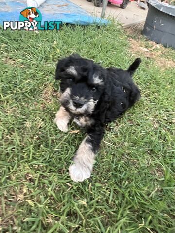 Miniature schnauzer puppies