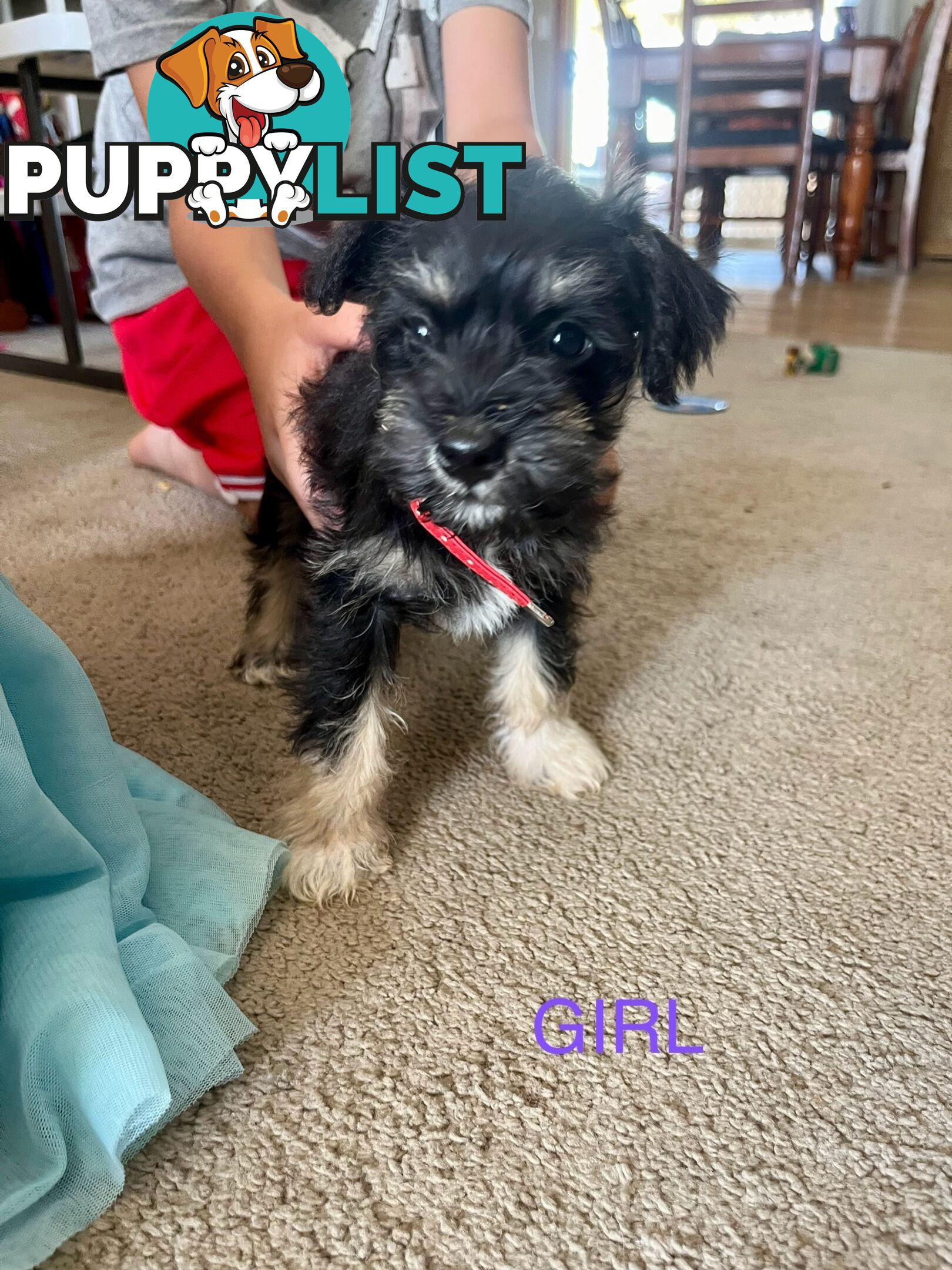 Miniature schnauzer puppies