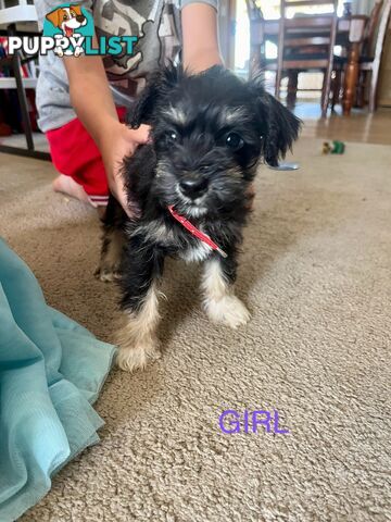 Miniature schnauzer puppies