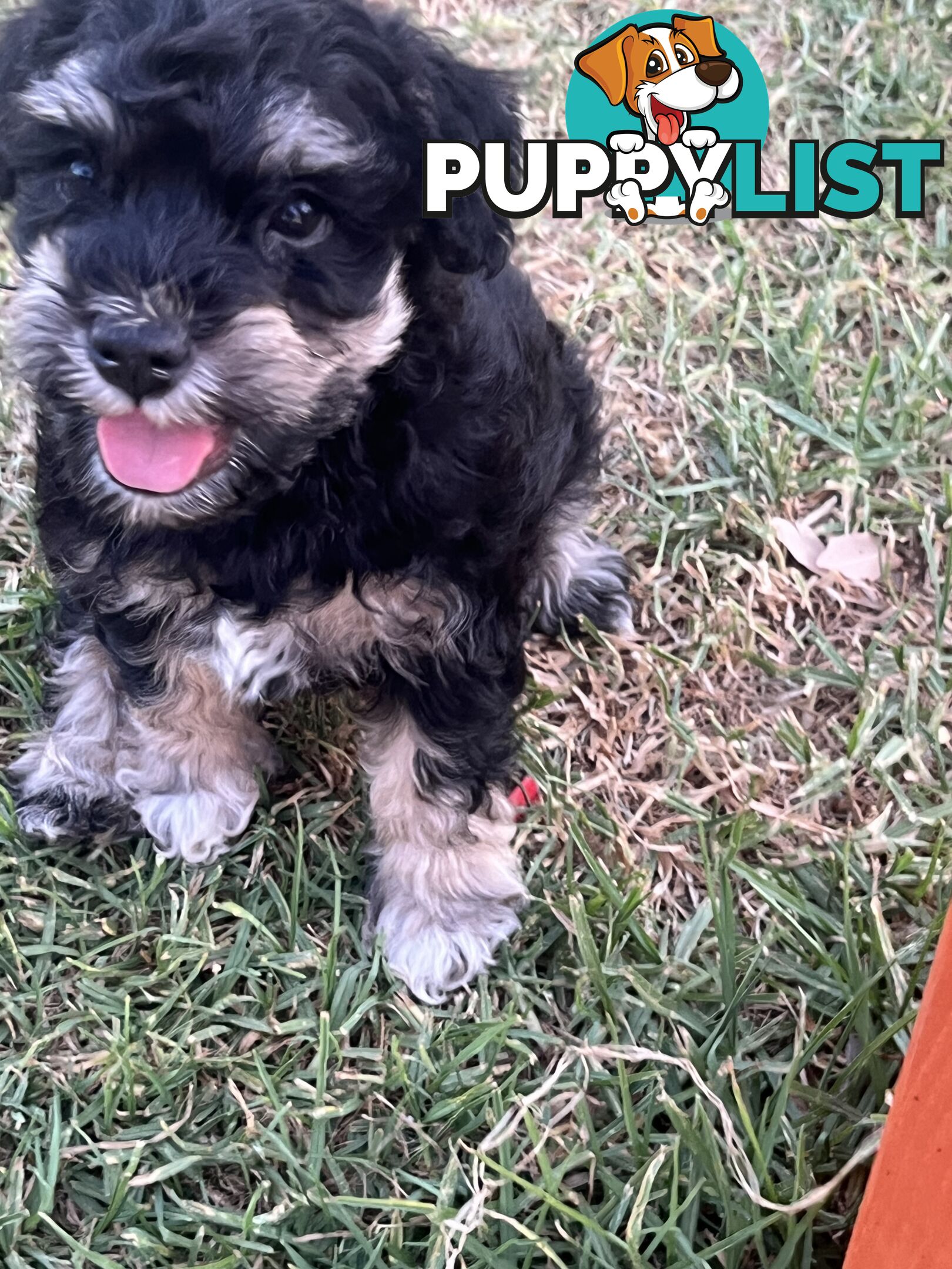 Miniature schnauzer puppies