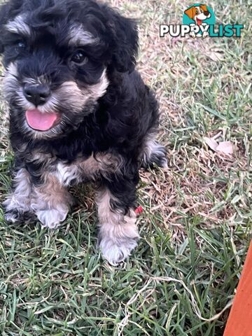 Miniature schnauzer puppies