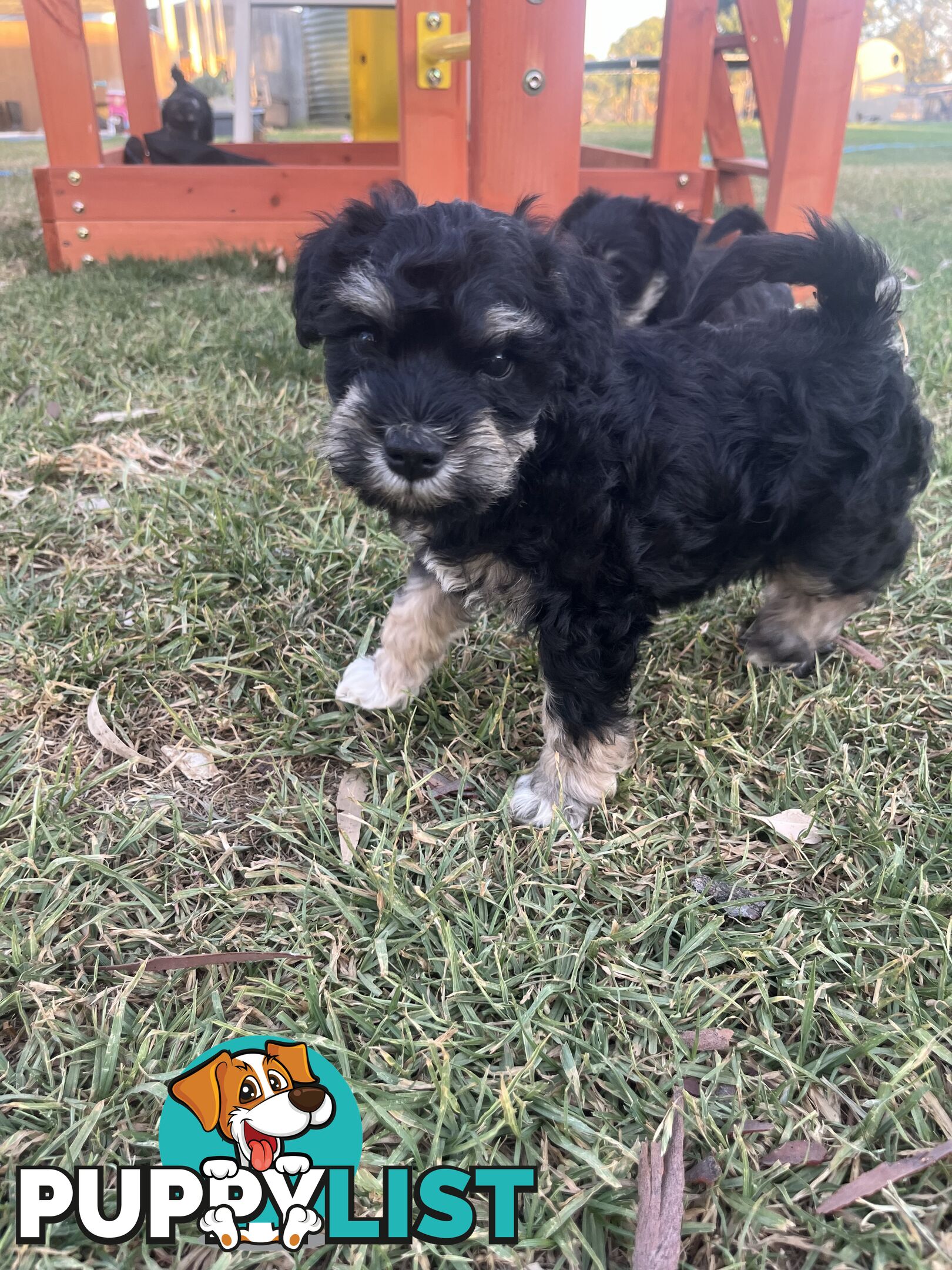 Miniature schnauzer puppies