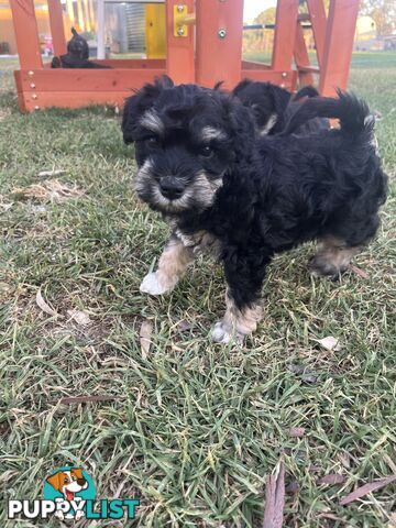 Miniature schnauzer puppies