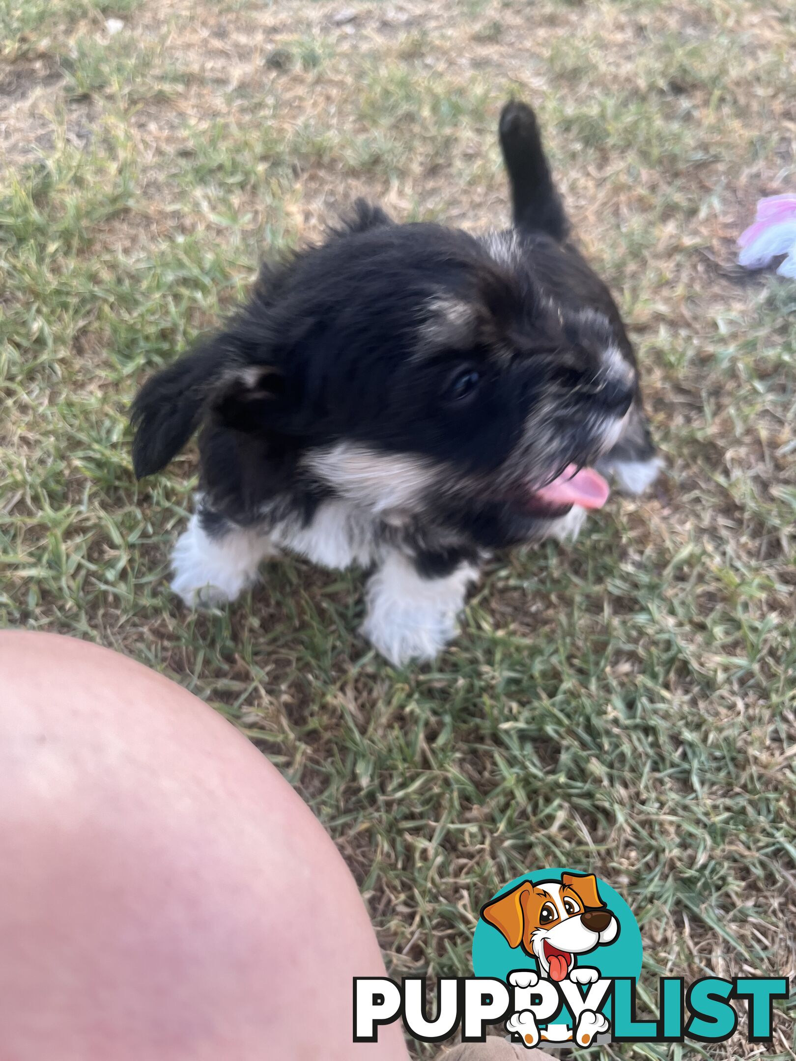 Miniature schnauzer puppies