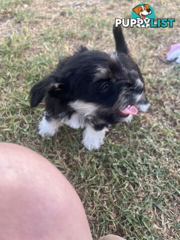 Miniature schnauzer puppies