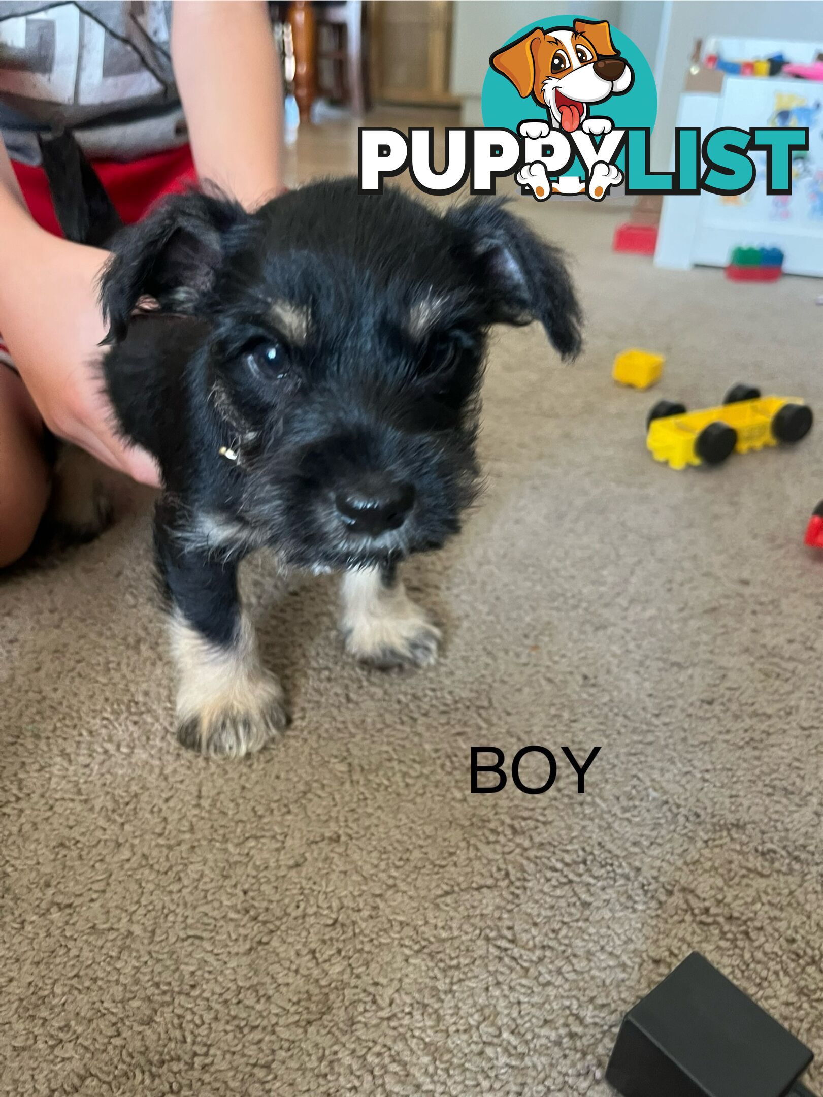 Miniature schnauzer puppies