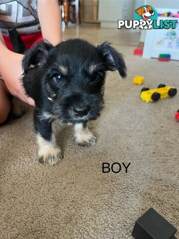 Miniature schnauzer puppies