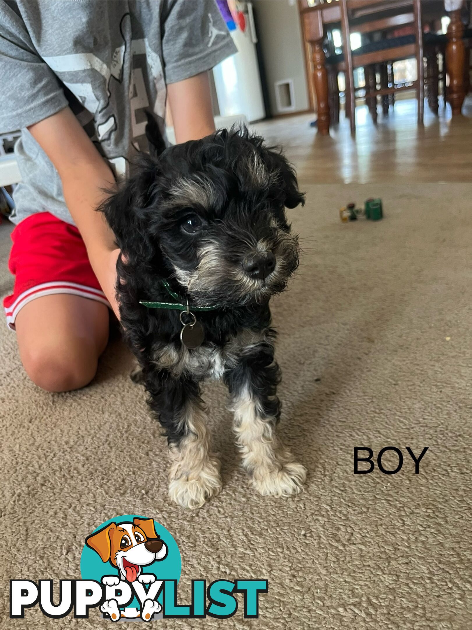 Miniature schnauzer puppies