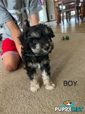 Miniature schnauzer puppies