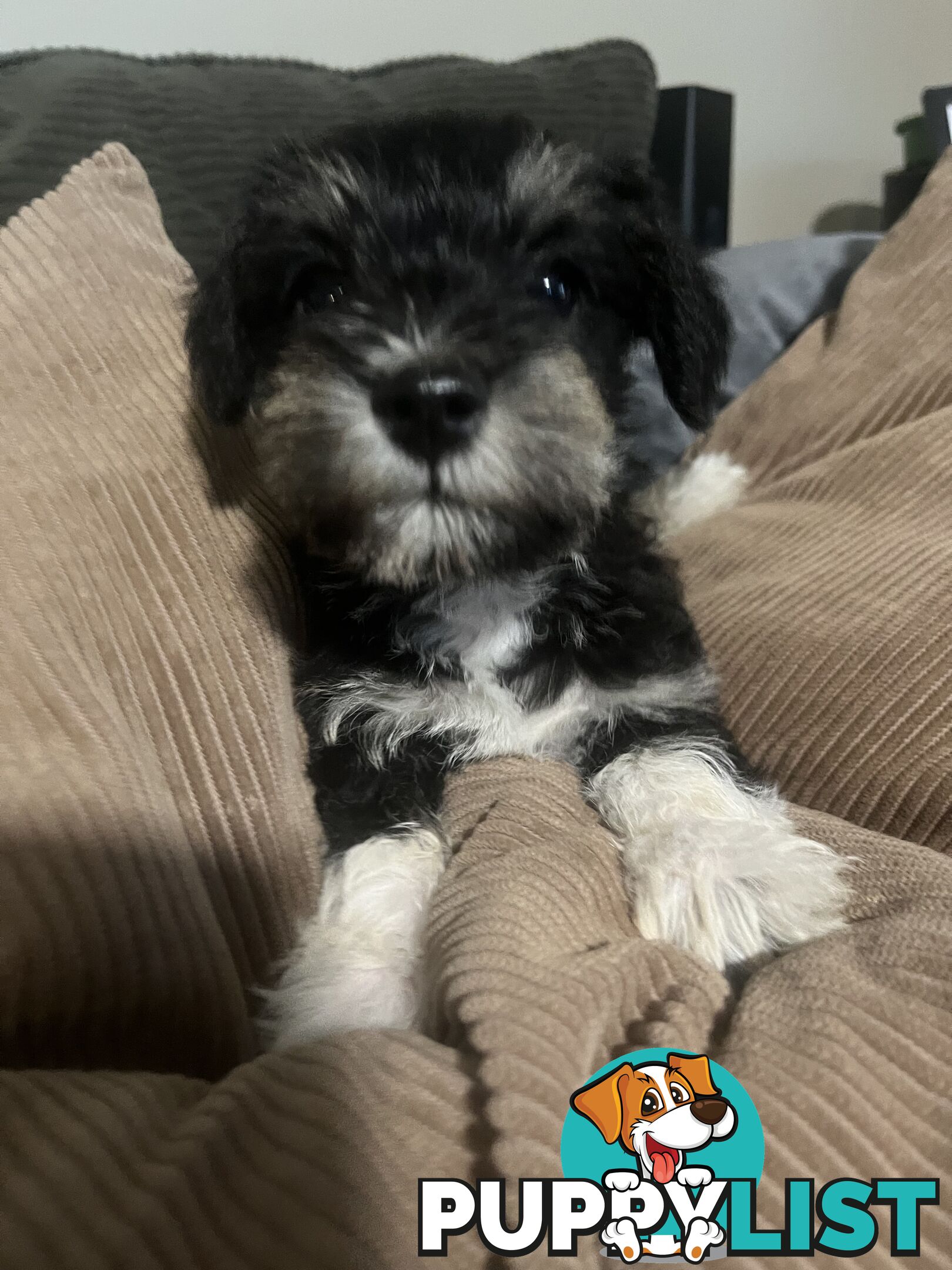 Miniature schnauzer puppies