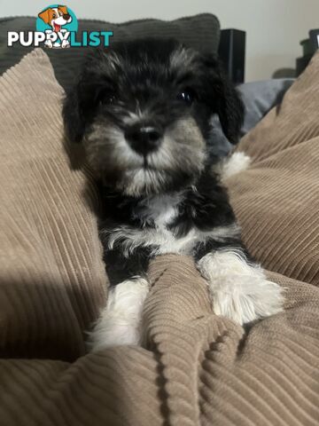 Miniature schnauzer puppies