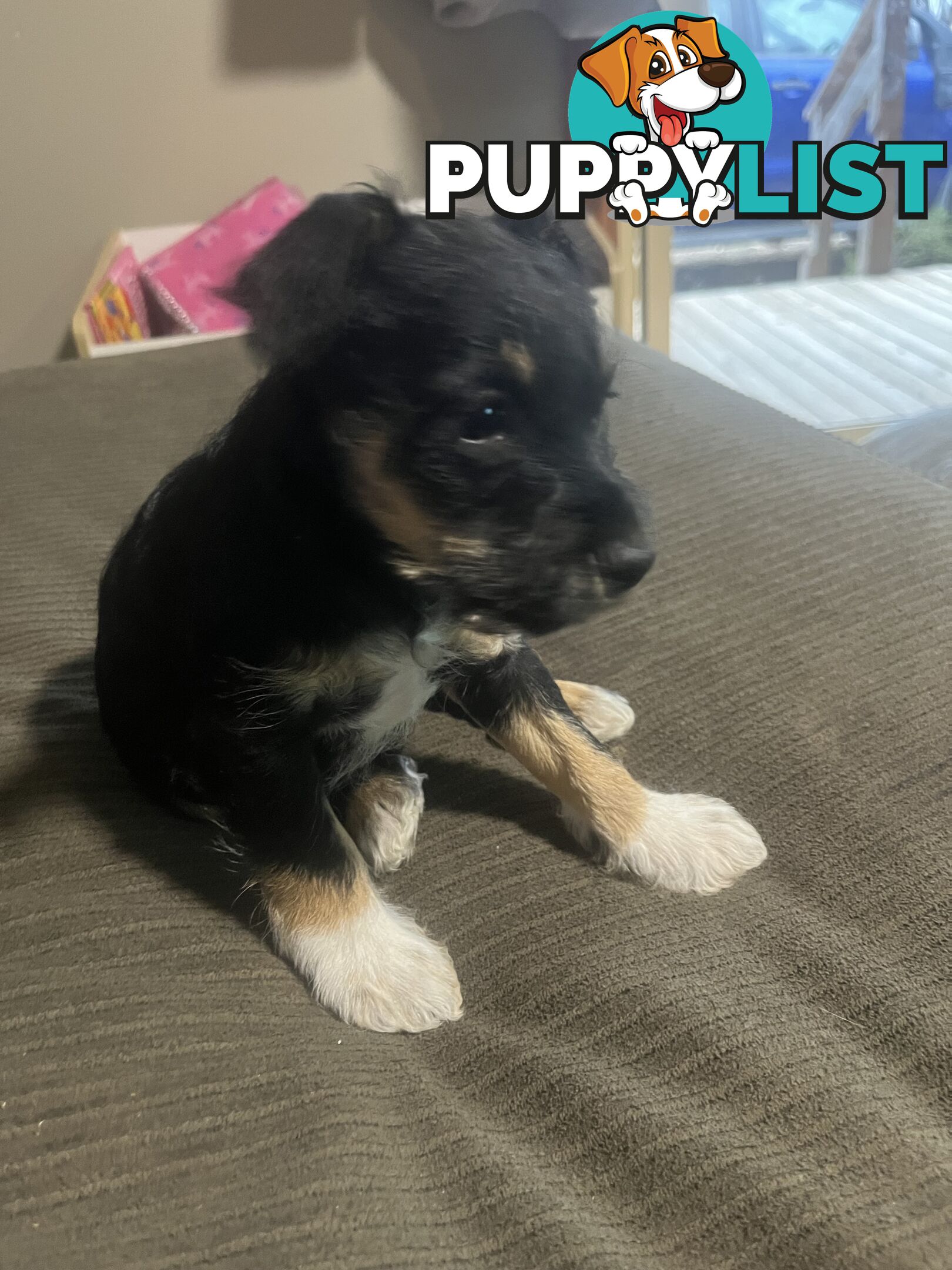 Miniature schnauzer puppies