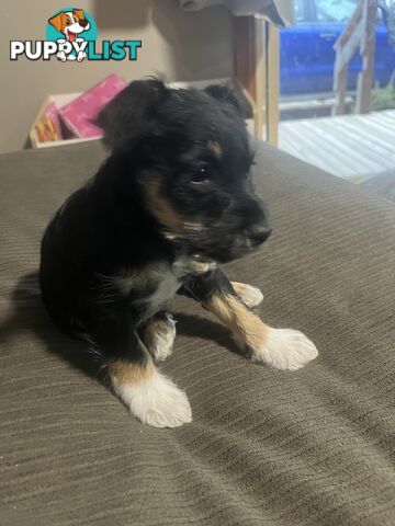 Miniature schnauzer puppies