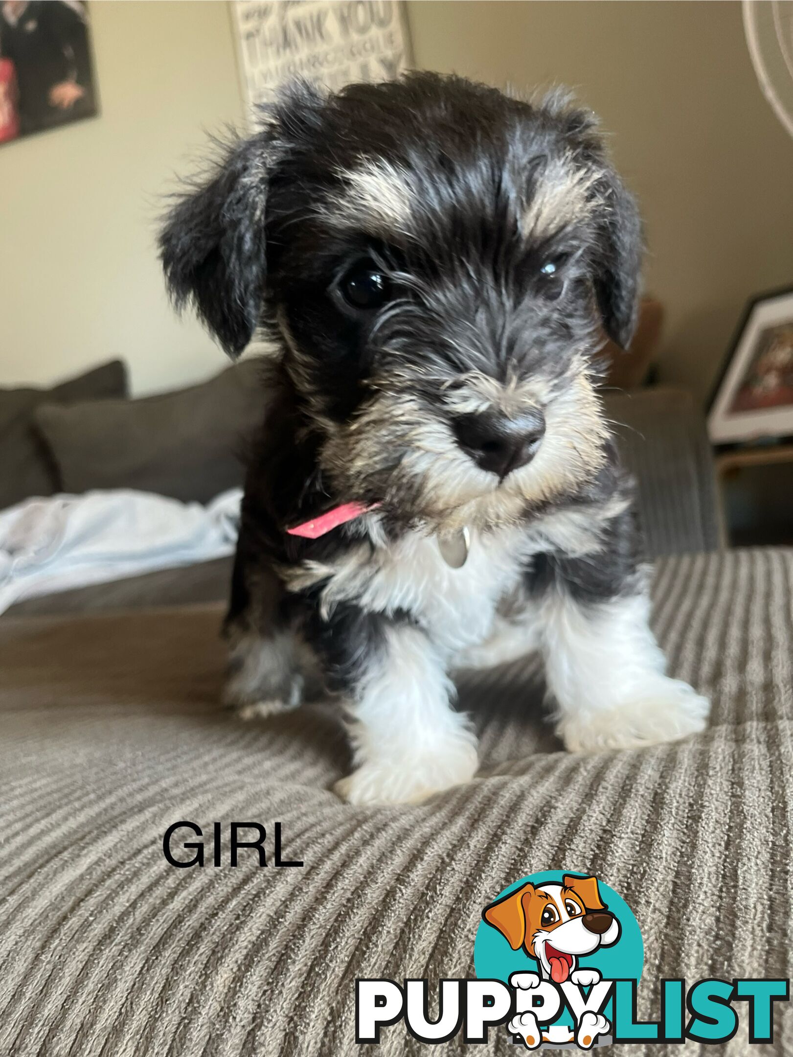 Miniature schnauzer puppies