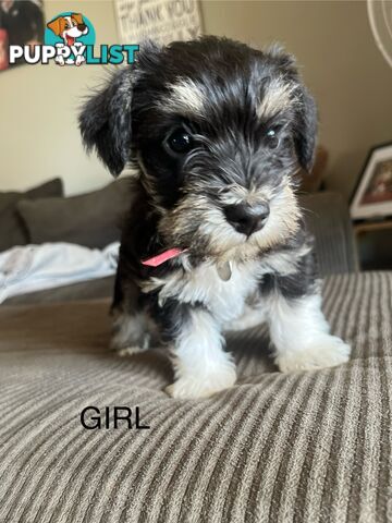 Miniature schnauzer puppies