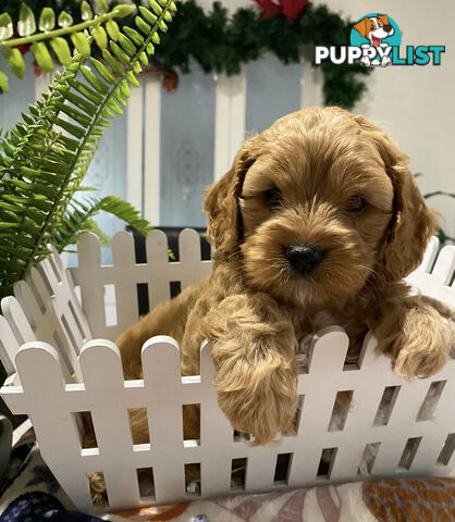 TOY CAVOODLE PUPPIES   🤎🐶🐶🐶🤎