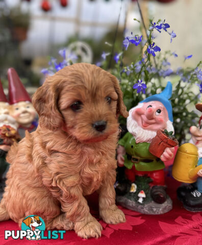 TOY CAVOODLE PUPPIES 🤎🐶🐶🐶🤎