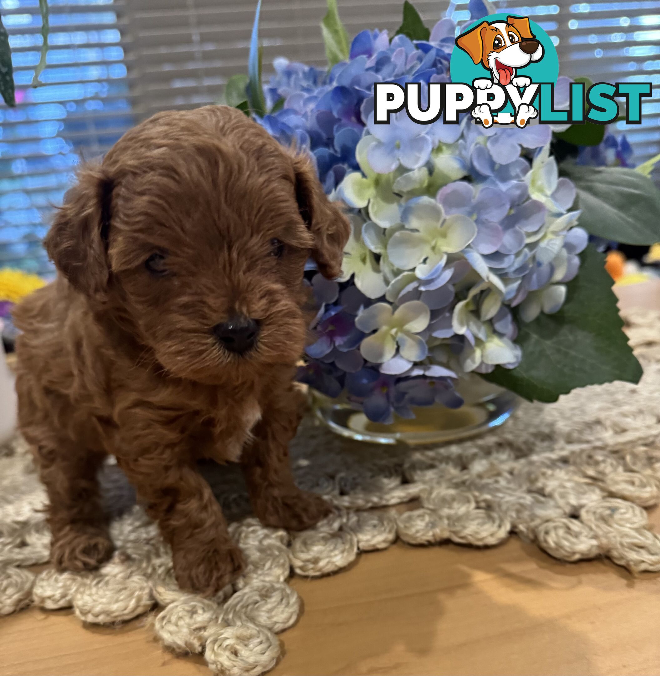 TOY CAVOODLE PUPPIES   🤎 🐶 🐶 🤎