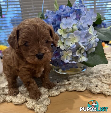 TOY CAVOODLE PUPPIES   🤎 🐶 🐶 🤎