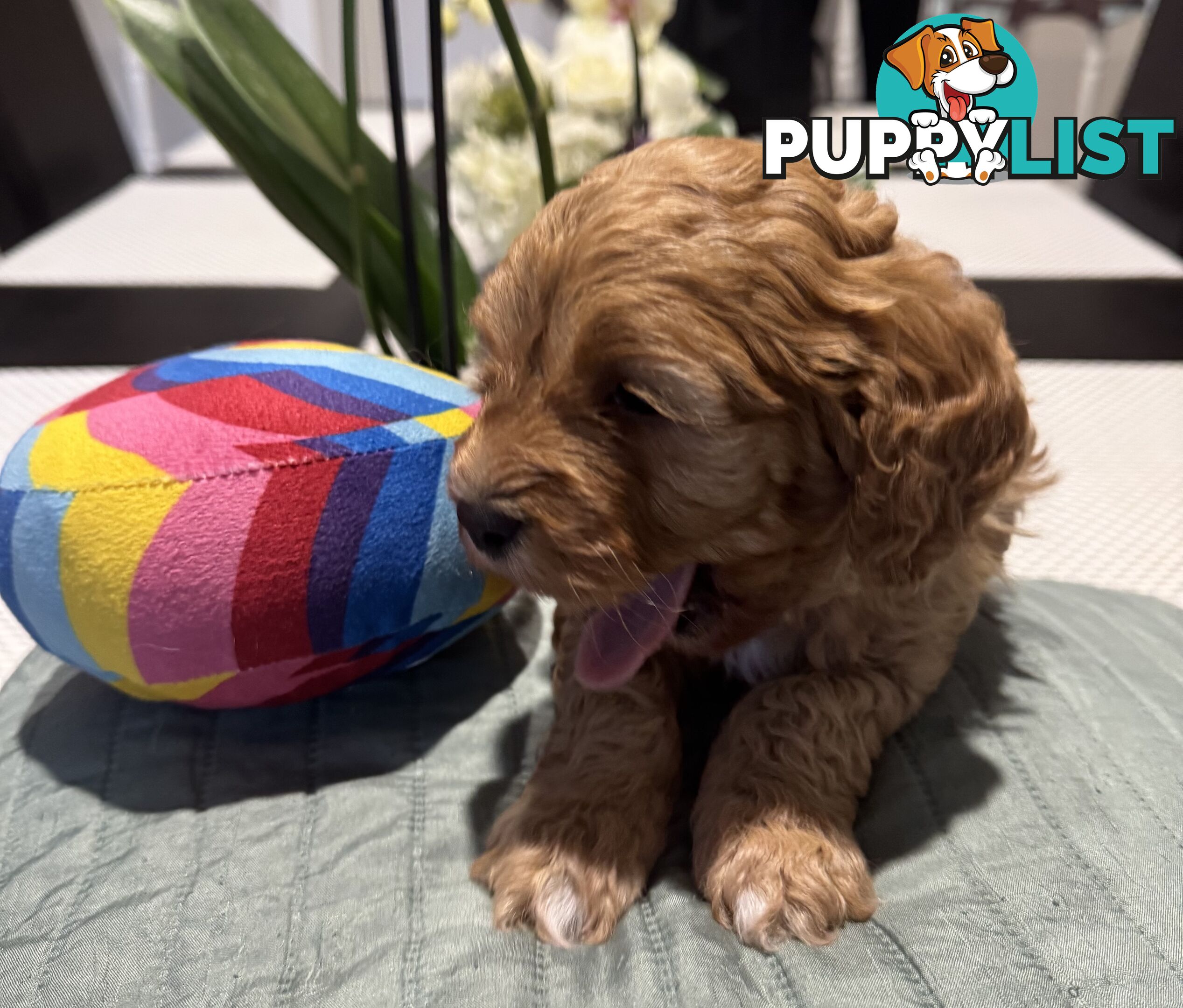 TOY CAVOODLE PUPPIES   🤎 🐶 🐶 🤎