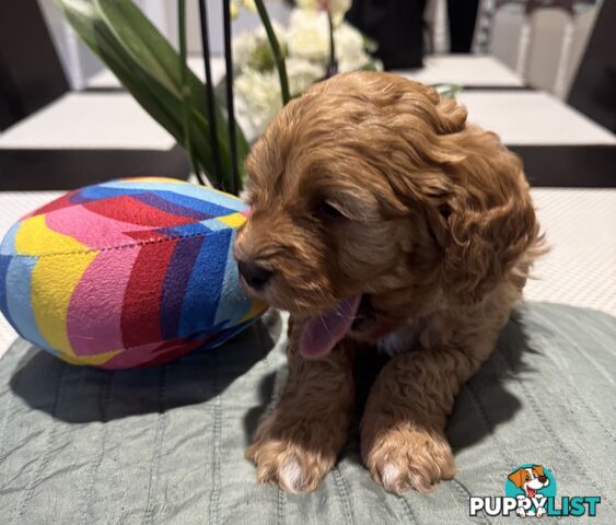 TOY CAVOODLE PUPPIES   🤎 🐶 🐶 🤎