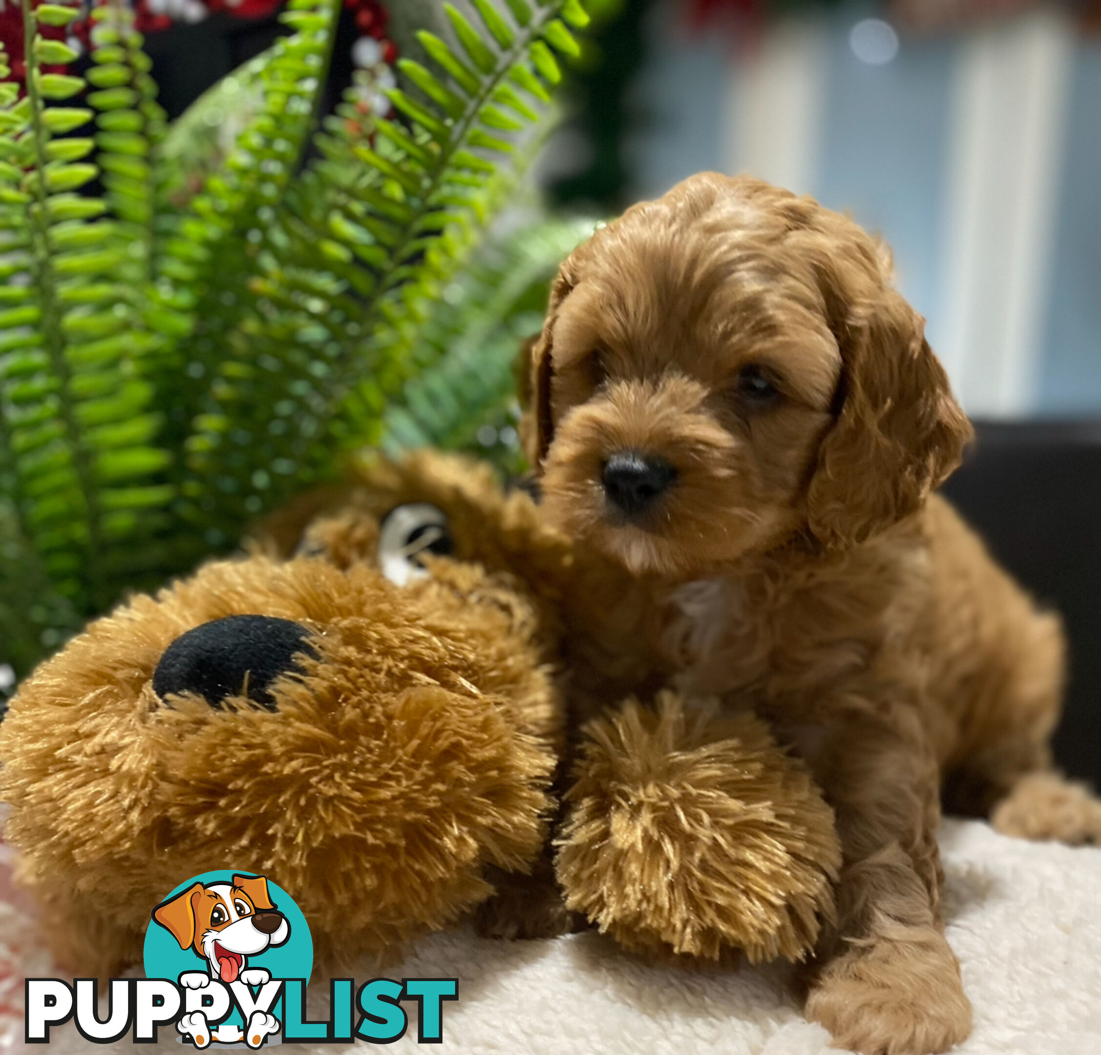 TOY CAVOODLE PUPPIES   🤎 🐶 🐶 🤎