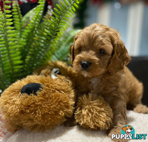 TOY CAVOODLE PUPPIES   🤎 🐶 🐶 🤎