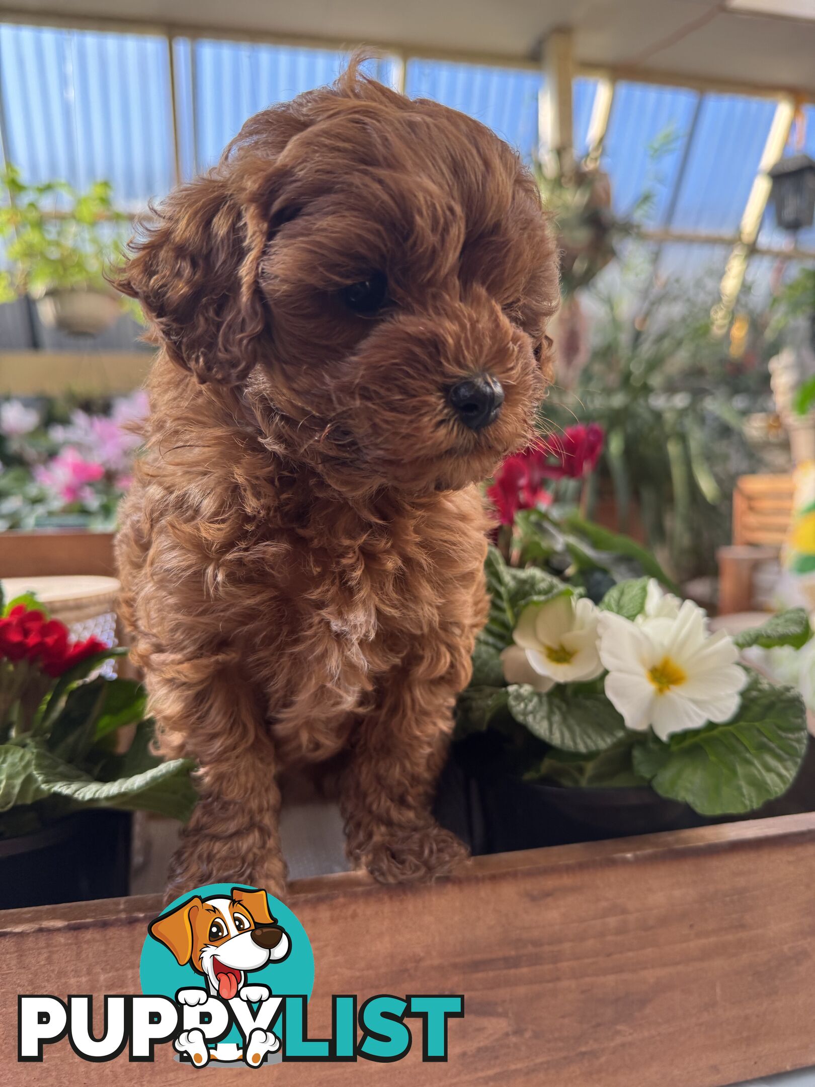 TOY CAVOODLE PUPPIES   🤎 🐶 🐶 🤎