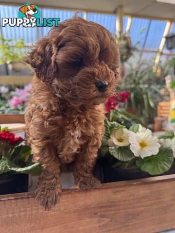 TOY CAVOODLE PUPPIES   🤎 🐶 🐶 🤎