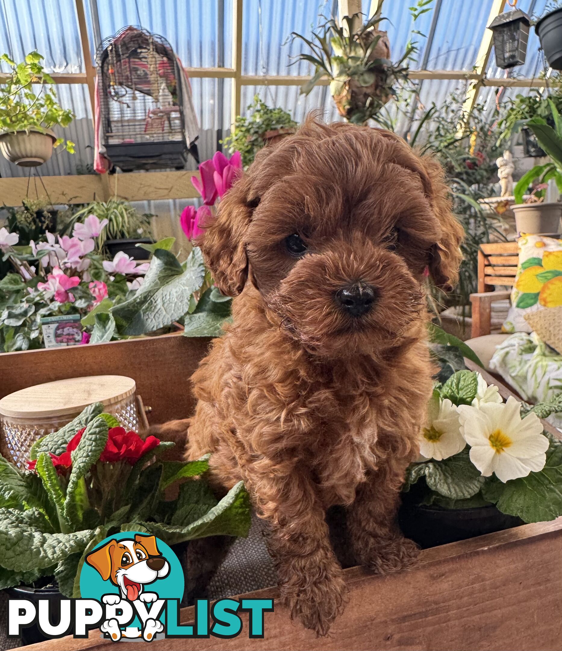 TOY CAVOODLE PUPPIES   🤎 🐶 🐶 🤎