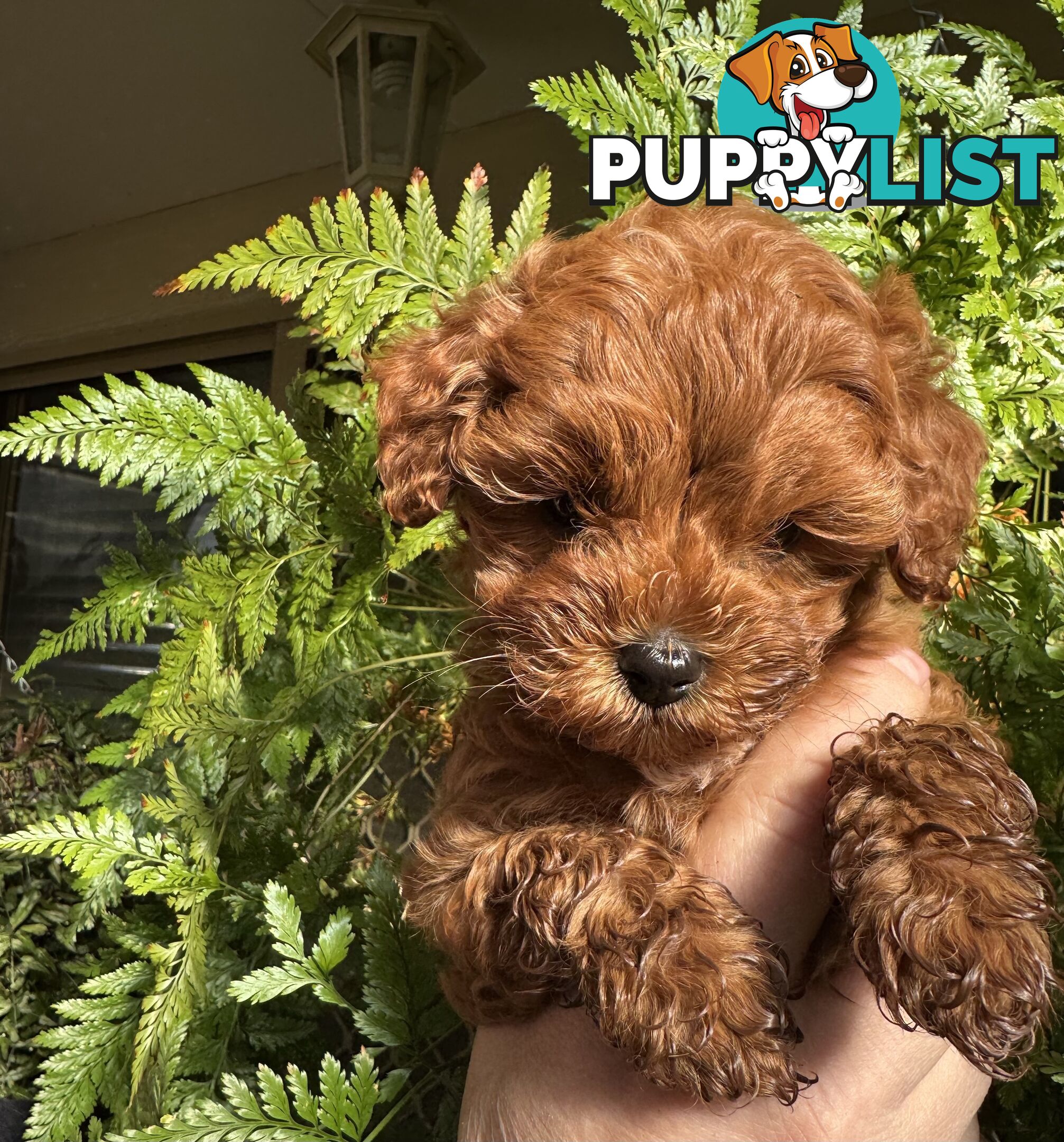 TOY CAVOODLE PUPPIES   🤎 🐶 🐶 🤎