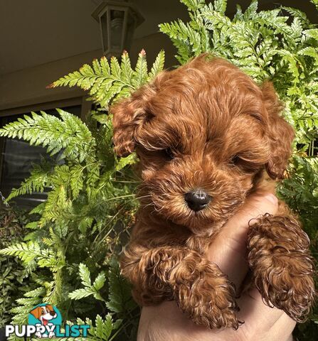 TOY CAVOODLE PUPPIES   🤎 🐶 🐶 🤎