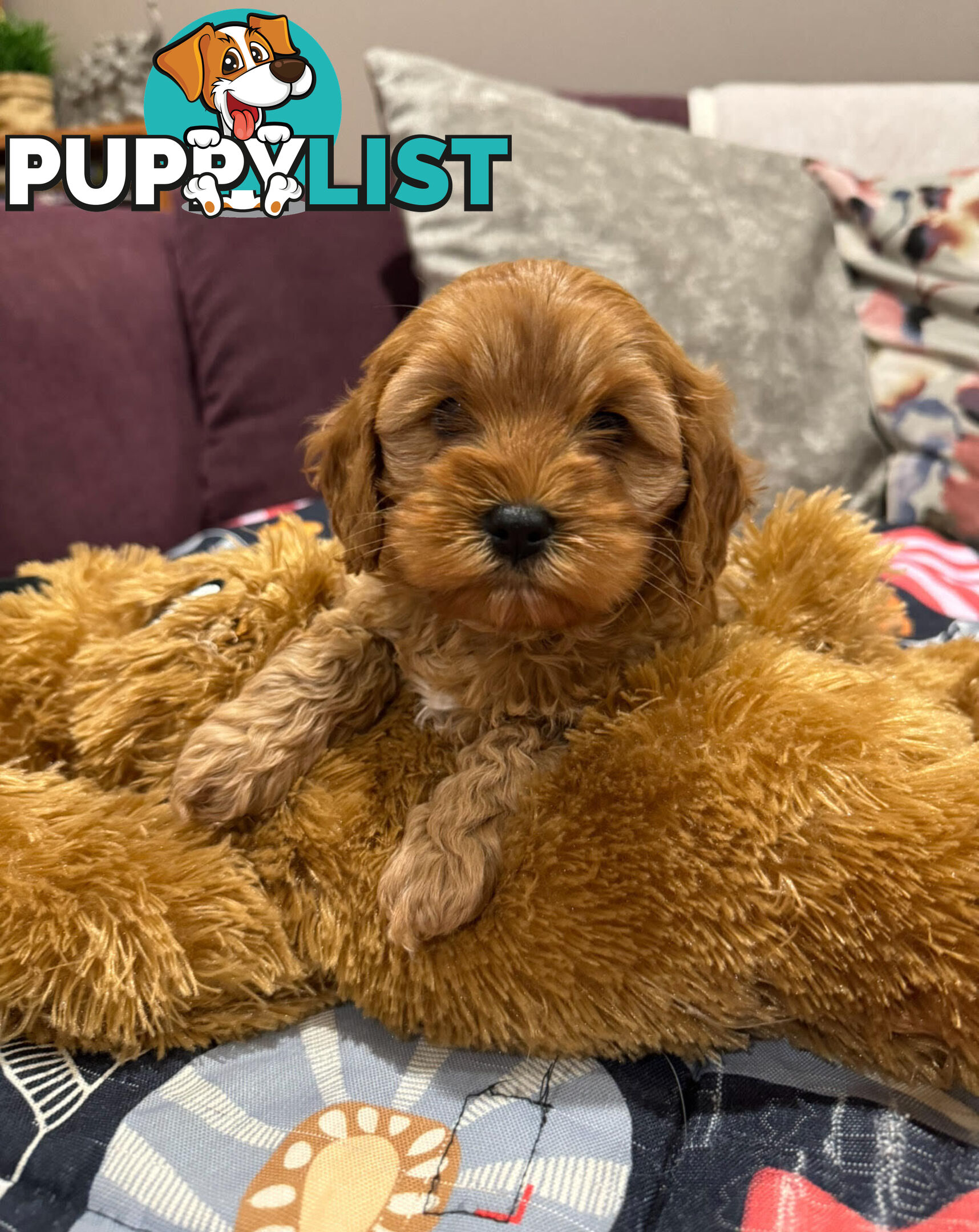 TOY CAVOODLE PUPPIES   🤎 🐶 🐶 🤎