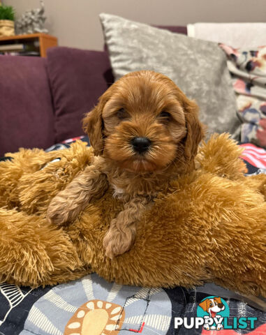 TOY CAVOODLE PUPPIES   🤎 🐶 🐶 🤎
