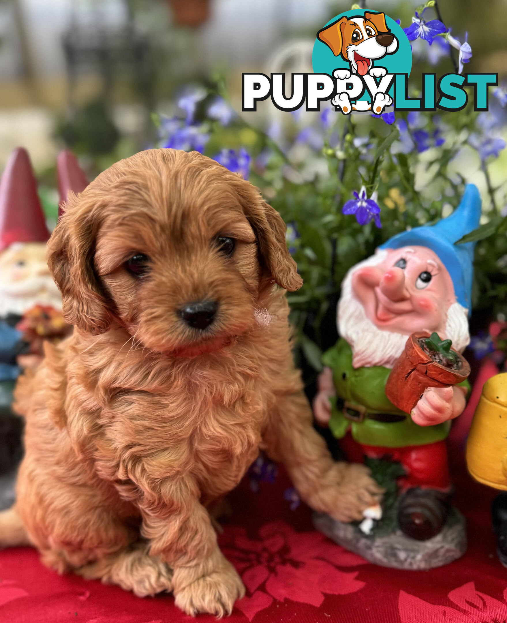 TOY CAVOODLE PUPPIES   🤎 🐶 🐶 🤎