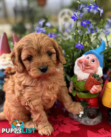 TOY CAVOODLE PUPPIES   🤎 🐶 🐶 🤎