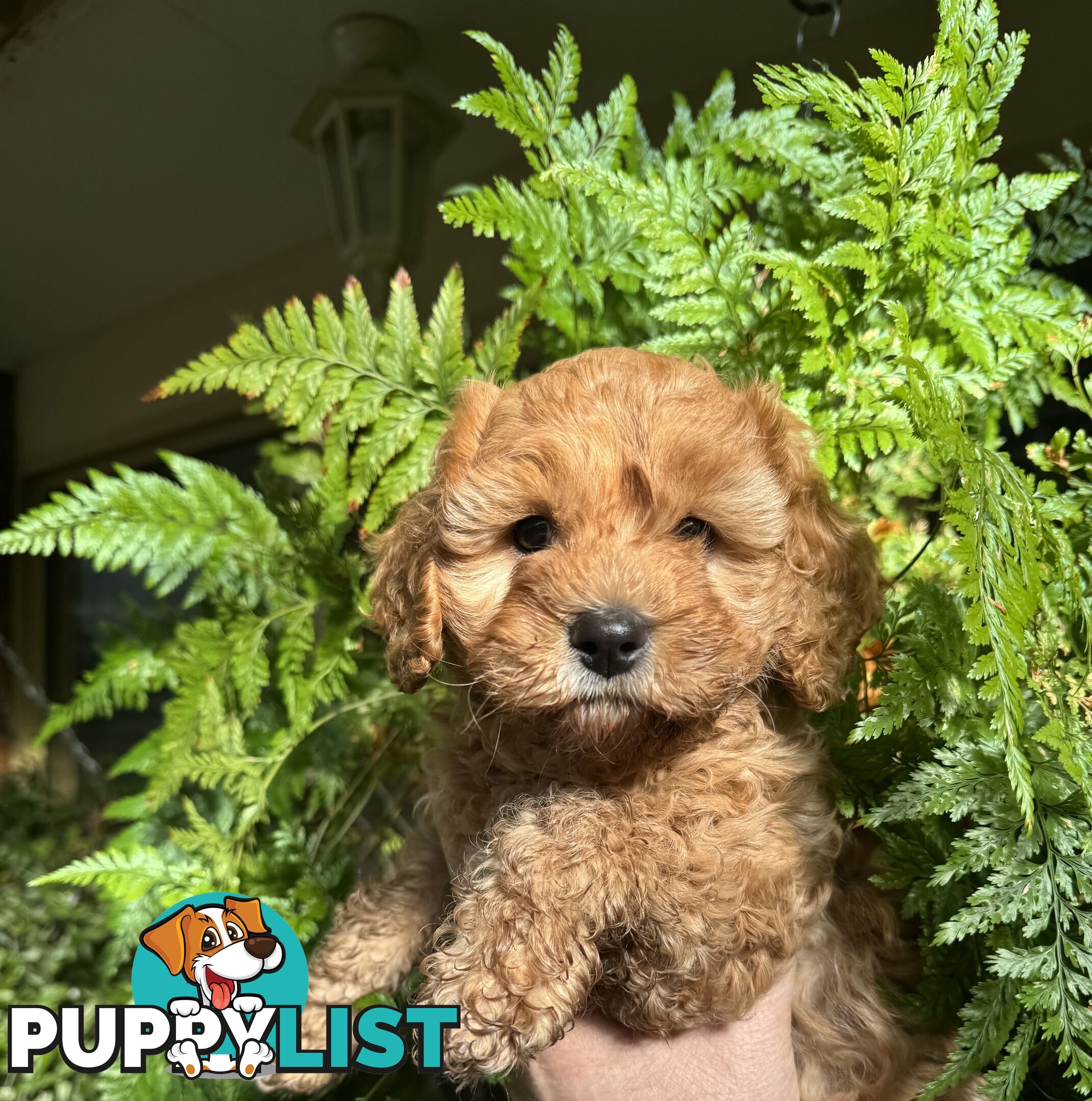 TOY CAVOODLE PUPPIES   🤎 🐶 🐶 🤎