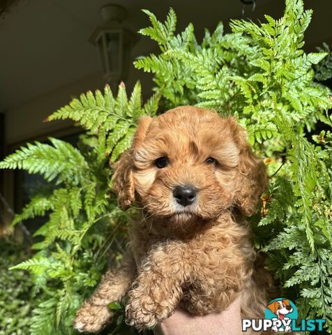 TOY CAVOODLE PUPPIES   🤎 🐶 🐶 🤎