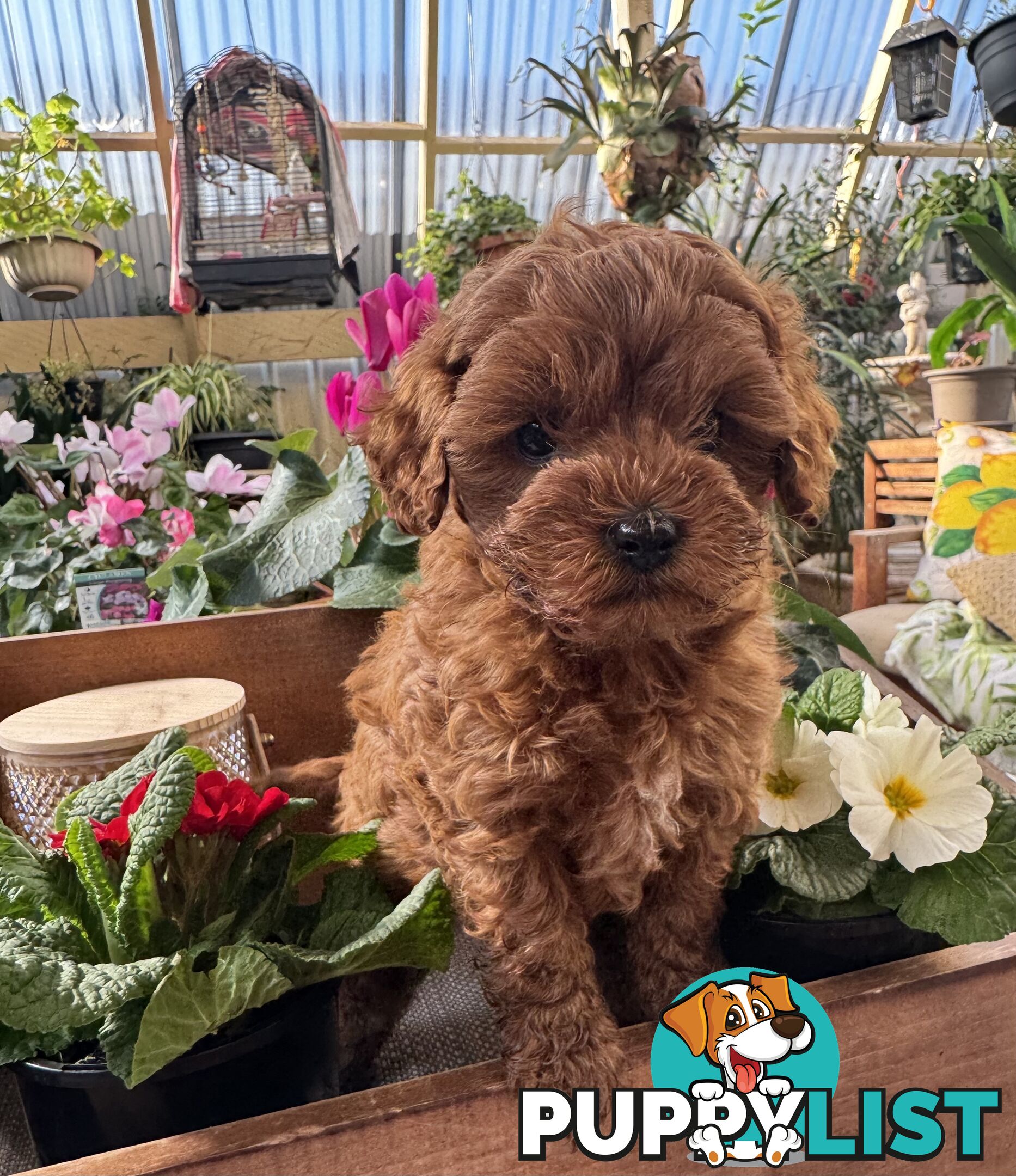 TOY CAVOODLE PUPPIES   🤎 🐶 🐶 🤎