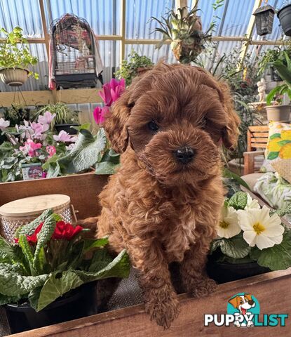 TOY CAVOODLE PUPPIES   🤎 🐶 🐶 🤎
